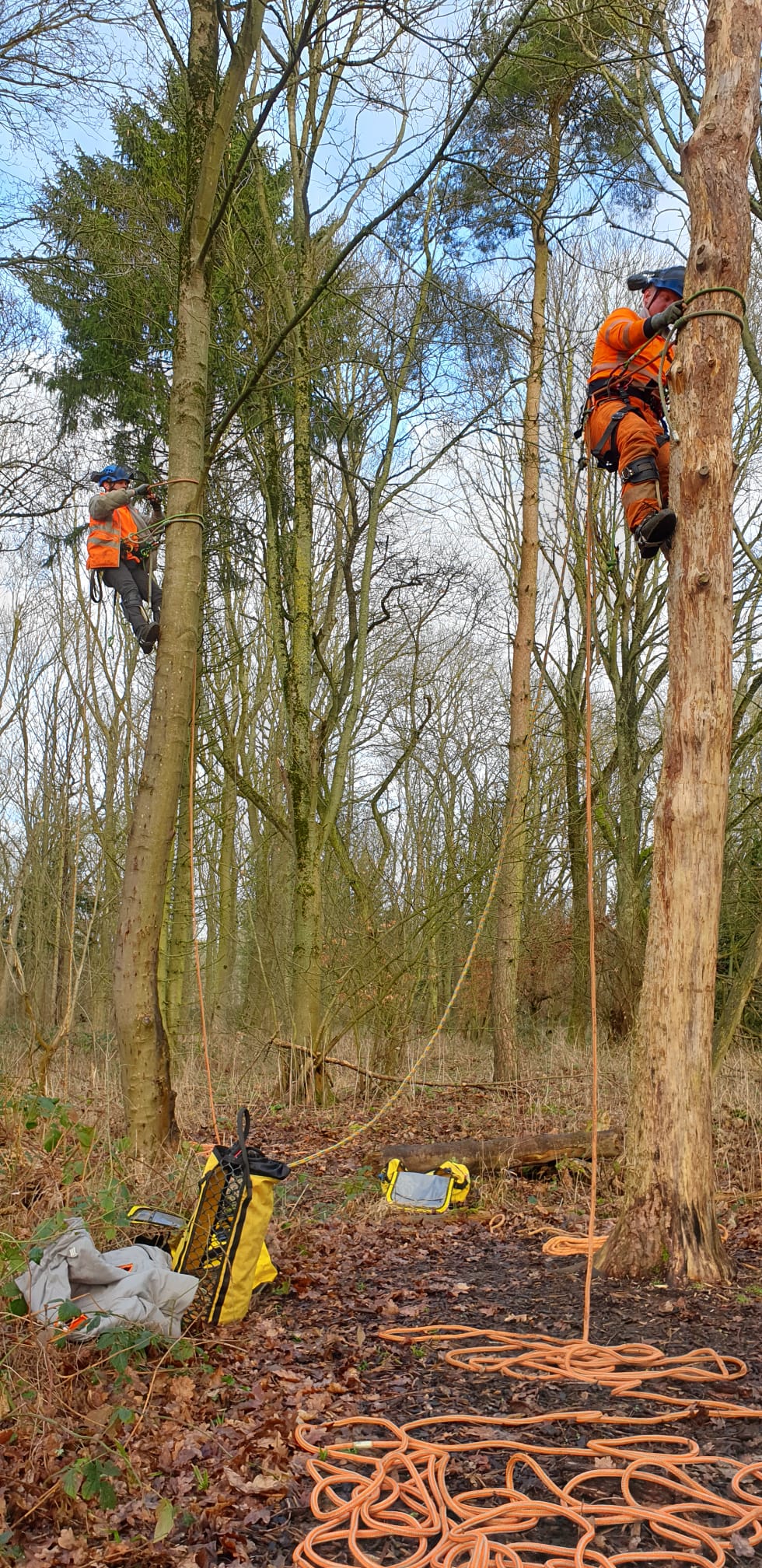 Career pathways… aerial arboriculture