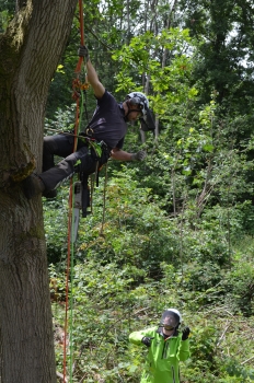 Level 3 Award In Aerial Cutting of Trees with a Chainsaw Using Free-fall Techniques