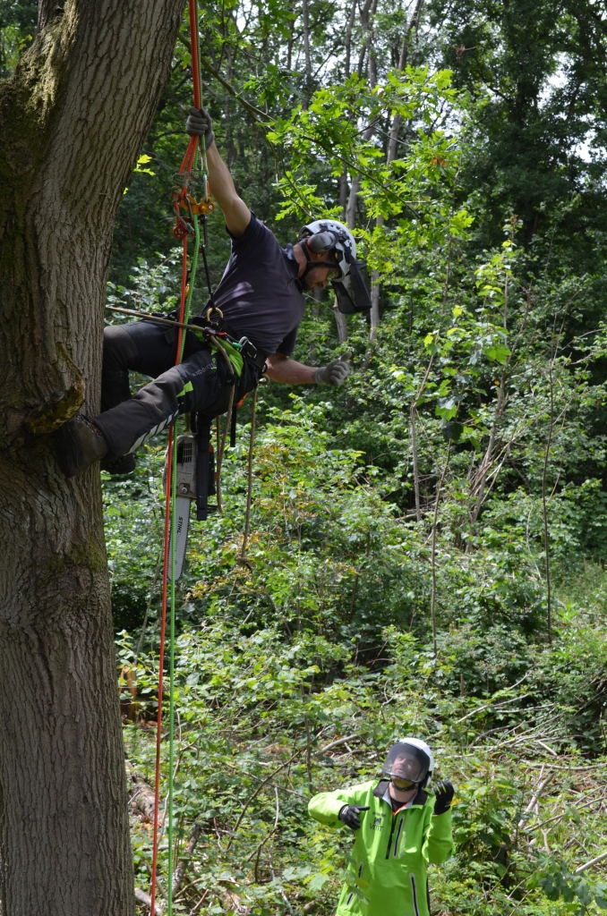 Chainsaws are powerful tools, it is essential to have training to use a chainsaw at height. This Lantra accredited course teaches you the skills and knowledge to prepare for the for Level 3 Award In Aerial Cutting of Trees with a Chainsaw Using Free-fall Techniques assessment. Please note that there are prerequisite that you must hold to complete this course. 
There are 2 dedicated days for training and 1 day for assessment. 
Number of candidates per course: 4 
Minimum of candidates to run the course: 3