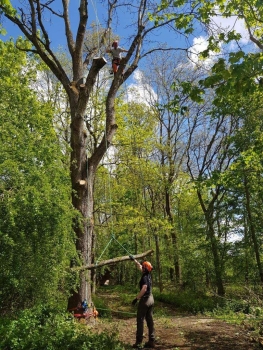 Level 3 Award In Aerial Tree Rigging