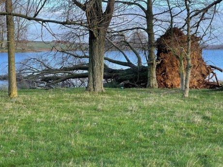Level 3 Award In Severing Uprooted or Windblown Trees Using a Chainsaw