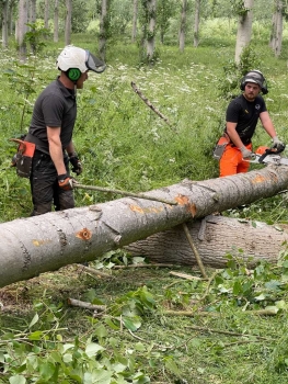 Felling and Processing Trees over 380mm Refresher