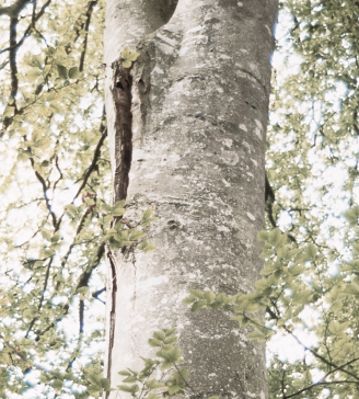 Professional Tree Inspection