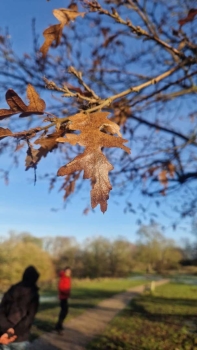 Preparing for the Professional Tree Inspection Course VMT Accredited