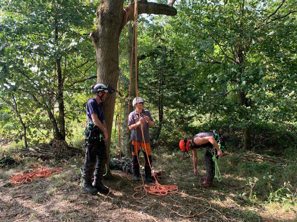 Level 2 Award in Accessing a Tree Using a Rope and Harness and