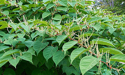 927-Japanese-Knotweed.jpg